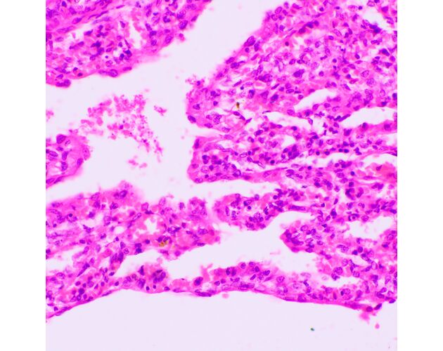 MAGUS Bio 270T Biologický mikroskop, image-22