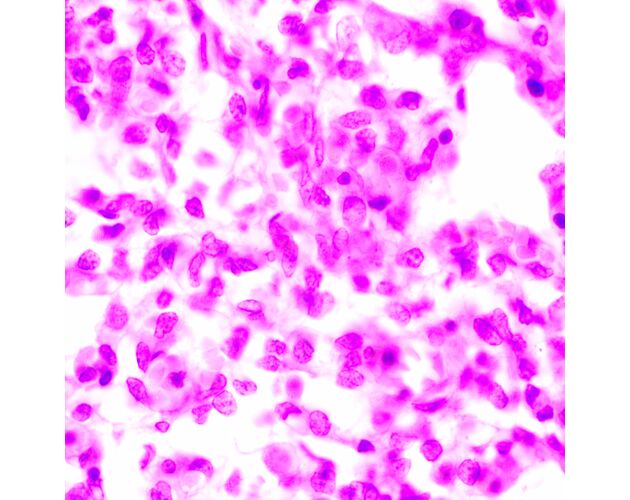 MAGUS Bio 270T Biologický mikroskop, image-23