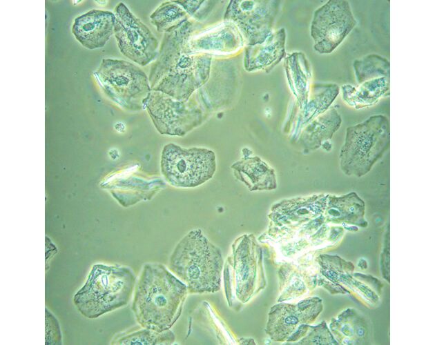 MAGUS Bio V360 Biologický invertovaný mikroskop, image-22