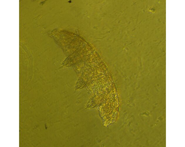MAGUS Bio V360 Biologický invertovaný mikroskop, image-23