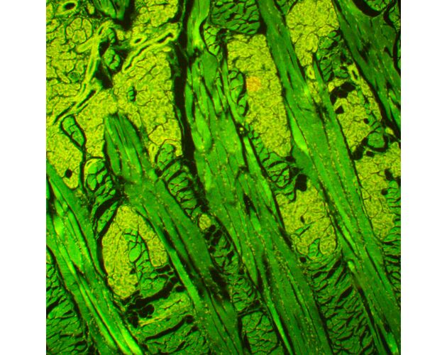 MAGUS Lum 450L Fluorescenčný mikroskop, image-20
