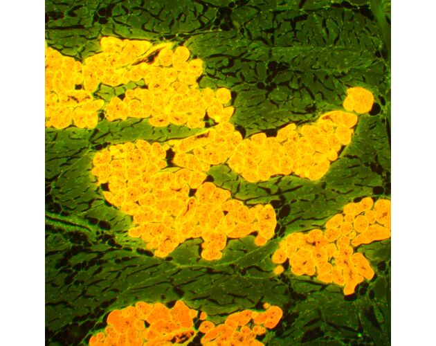 MAGUS Lum 450L Fluorescenčný mikroskop, image-21