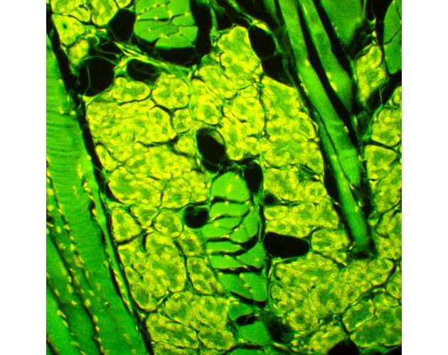 MAGUS Lum 450L Fluorescenčný mikroskop, image-22