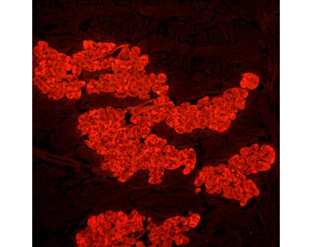 MAGUS Lum 450L Fluorescenčný mikroskop, image-23