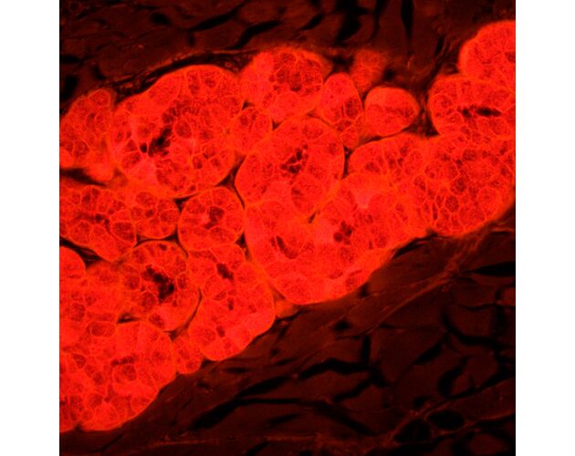 MAGUS Lum 450L Fluorescenčný mikroskop, image-24