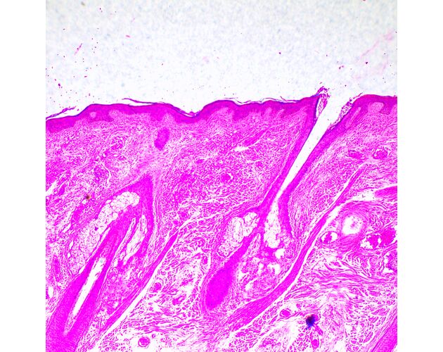 MAGUS Bio 290T Biologický mikroskop, image-22
