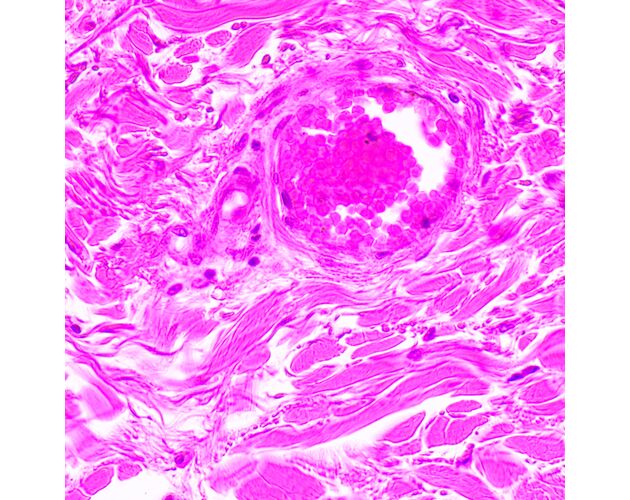 MAGUS Bio 290T Biologický mikroskop, image-23