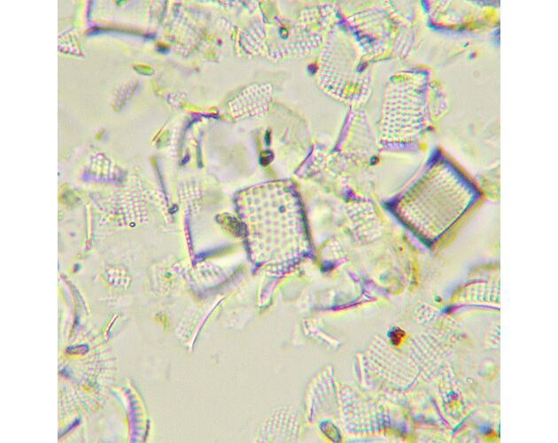 MAGUS Bio 290T Biologický mikroskop, image-25