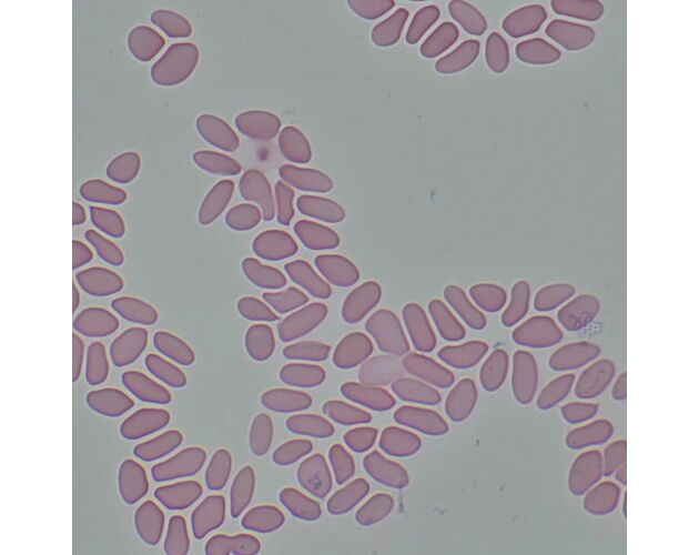 MAGUS Bio 290T Biologický mikroskop, image-26