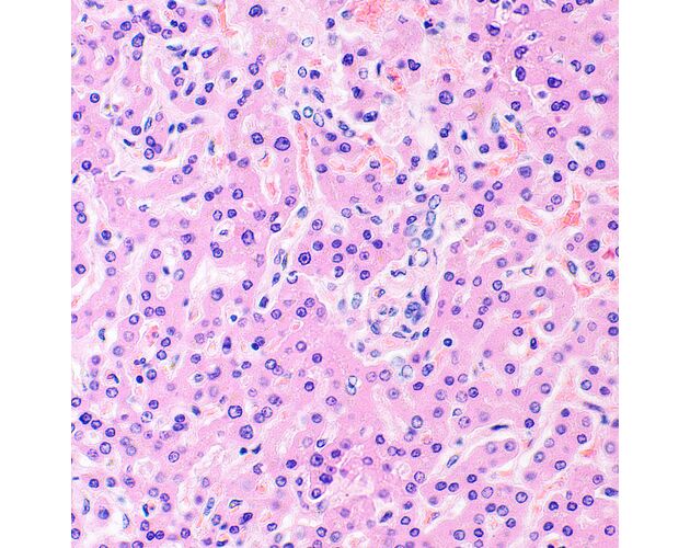MAGUS Bio 290T Biologický mikroskop, image-27