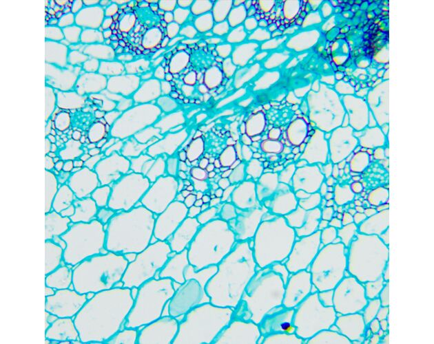 MAGUS Bio D240T LCD Biologický digitálny mikroskop, image-29