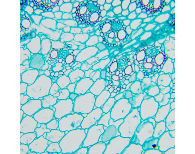 MAGUS Bio D260T LCD Biologický digitálny mikroskop, image-26