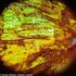 Mikriskop Levenhuk Rainbow 50L PLUS Orange, Farba: Orange, image-19