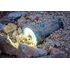 LED baterka Olight Marauder 2 14000 lm s možnosťou bodového svietenia   , image-13