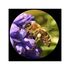 Minox Fernglas Trinovid 8x32 HD, image-4