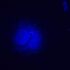 MAGUS Lum VD500L LCD Fluorescenčný digitálny invertovaný mikroskop, image-24