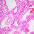 MAGUS Bio 240B Biologický mikroskop, image-22