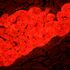 MAGUS Lum 450L Fluorescenčný mikroskop, image-24