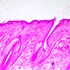 MAGUS Bio 290T Biologický mikroskop, image-22