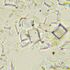 MAGUS Bio 290T Biologický mikroskop, image-25