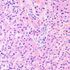 MAGUS Bio 290T Biologický mikroskop, image-27