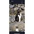 ZWO Seestar S30 Pro Smart teleskop, image-6